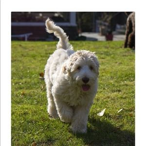 Meet your Posher, Milton